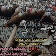 Burung Emprit Kaji