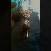 Ты Обалдел Орать Я Ещё Сплю Хватит Спать
