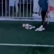 Это Самое Милое Существо На Земле