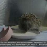 Ежик Ест Ряженку