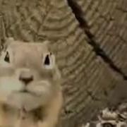 Прикольный Смех Суслика