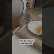 Блинов Хочу Со Сметаной Meme