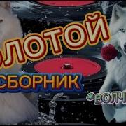 Золотой Сборник Волчица Заходи Слушай Кайфуй