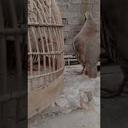 Овози Форами Кабки Дари