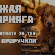 Рыжая Дворняга С Копылова