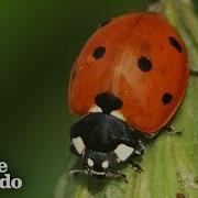 Lady Bug In Japanese Song