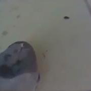 Как Живой Но Не Живой