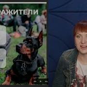 Школа Бесконфликтной Дрессировки