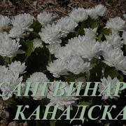 Солнышко Солнышко Пригревай Скорей