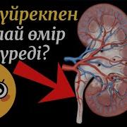 Журек Жасай Алмайды