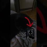 Рэп Чорный Кот
