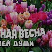 Нежная Весна Моей Души