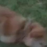 Прикол С Собакой Сегодня Будет Туса
