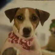 Собака Джина Поет Песню Мне Нравится От Канала Elli Di Pets
