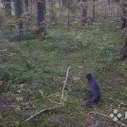Осень Осень Грустная Пора Осень Осень Дождь Идёт С Утра