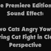 Cats Two Angry Yowls Myles Moss