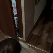Кошка Мейн Кун Не Может Выйти Из Открытой Двери И Мяукает