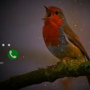 Bird Bgm Ringtones