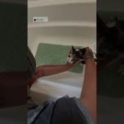 What The F Do A Flip Cat