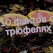 Интересные Факты Трюфель