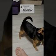 Приезжали Меня Сватать На Хромой Кобыле