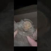 Бобер Я Пердоле