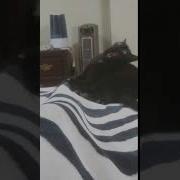 Йесли Ты Злобный Котик Зделай Кусь