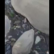 Бегущий По Воде
