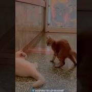А Че То Ты Тут Нервы Какие То Устраиваешь