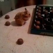 Зайчик Съел Шоколадку И Все Конфетки