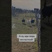 Привет Мама Мем