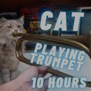 Cat Playing Trumpet