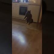 Танец Кисы Буси