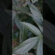 Лишь Бы Ты Всегда Была Моей