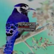 Birds Sound Ringtone File Logo 3 Autista G Major 16