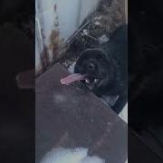 Нахуя Ты Железо Лижишь Долбоеб