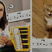 Xylophone Cat