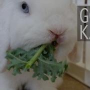 Bunny Eating Kale