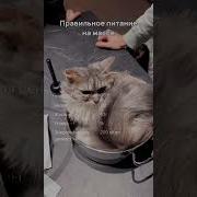 Зовет Своих Котят