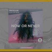 Now Or Never Triticum