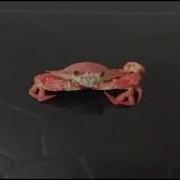Оу Еее Мистер Краб Ааааааааааа