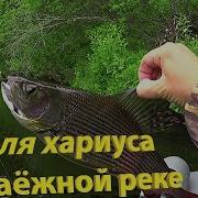 Рыбалка Ловля Хариуса На Таежной Речке С Друзьями