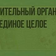 Растительный Организм Как Единое Целое Видеоурок По Биологии 6 Класс