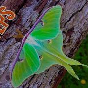 Luna Moth