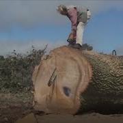 Amazing Skill Crazy Cutting Big Tree Chainsaw Machines Working