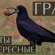 Рассказ Про Перелетных Птицах Грачи