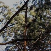 Дятел Громко Стучит В Лесу