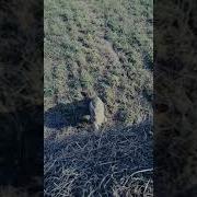 Песня Давай Давай Ко Мне Ко Мне