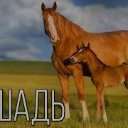 Лошади Благородные Животные