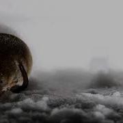 Бурозубка Обыкновенная Sorex Araneus Common Shrew
